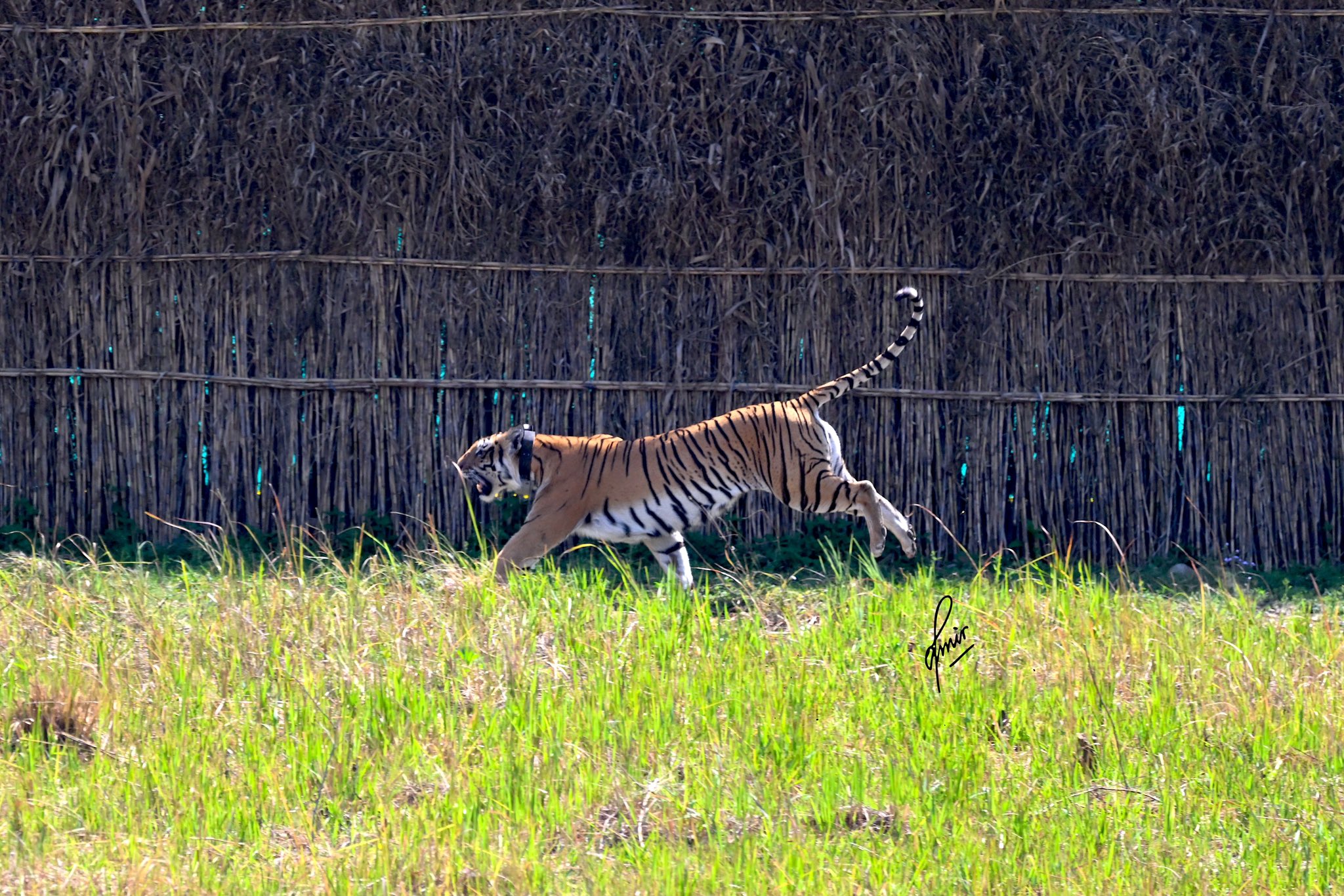 One more tigress set free in Rajaji Park under translocation programme ...